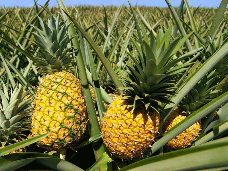 صفر تا صد پرورش آناناس در ایران