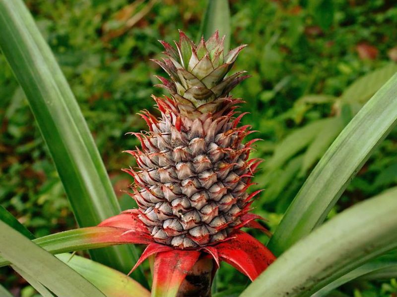 صفر تا صد پرورش آناناس در ایران