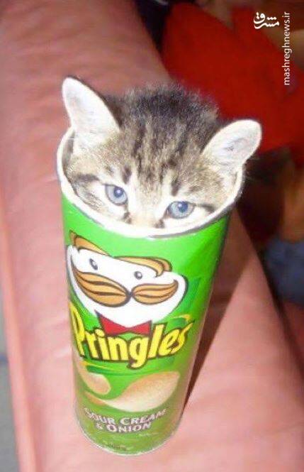 عکس/ حیوانات در مکانهایی که نباید باشند