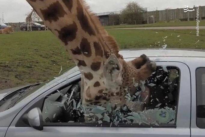 عکس/ حیوانات در مکانهایی که نباید باشند