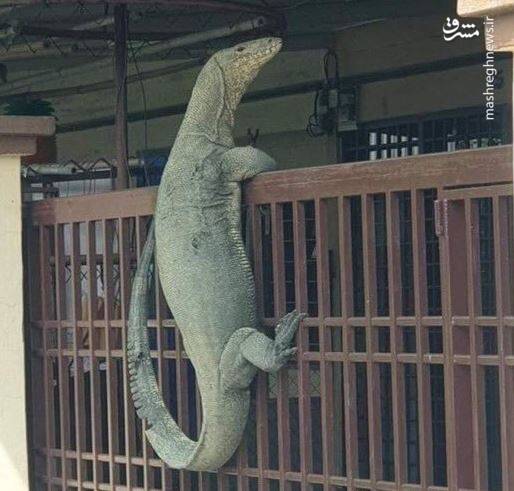 عکس/ حیوانات در مکانهایی که نباید باشند