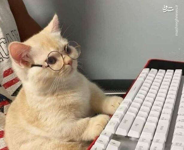 عکس/ حیوانات در مکانهایی که نباید باشند