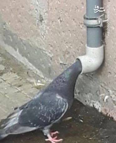 عکس/ حیوانات در مکانهایی که نباید باشند