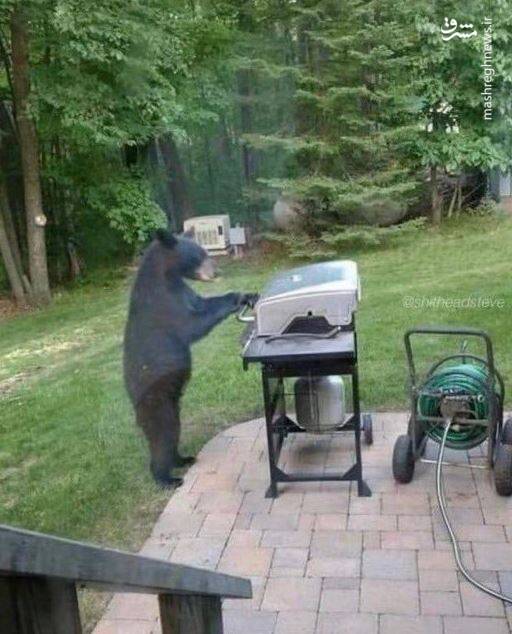 عکس/ حیوانات در مکانهایی که نباید باشند