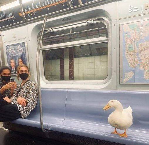 عکس/ حیوانات در مکانهایی که نباید باشند