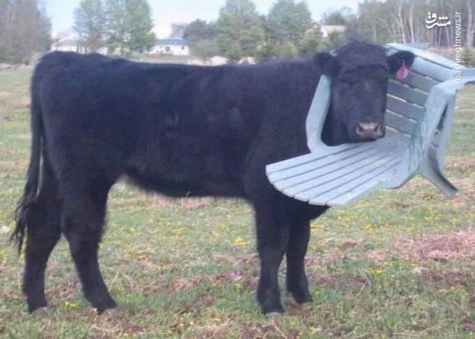 عکس/ حیوانات در مکانهایی که نباید باشند