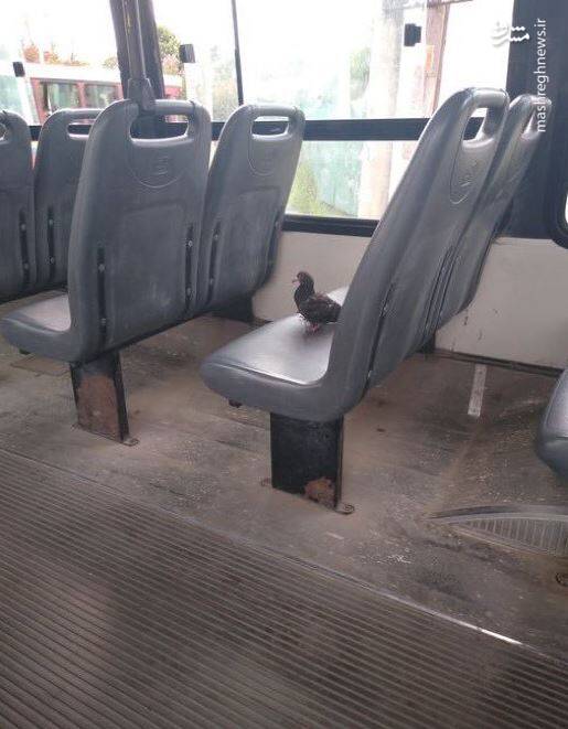 عکس/ حیوانات در مکانهایی که نباید باشند