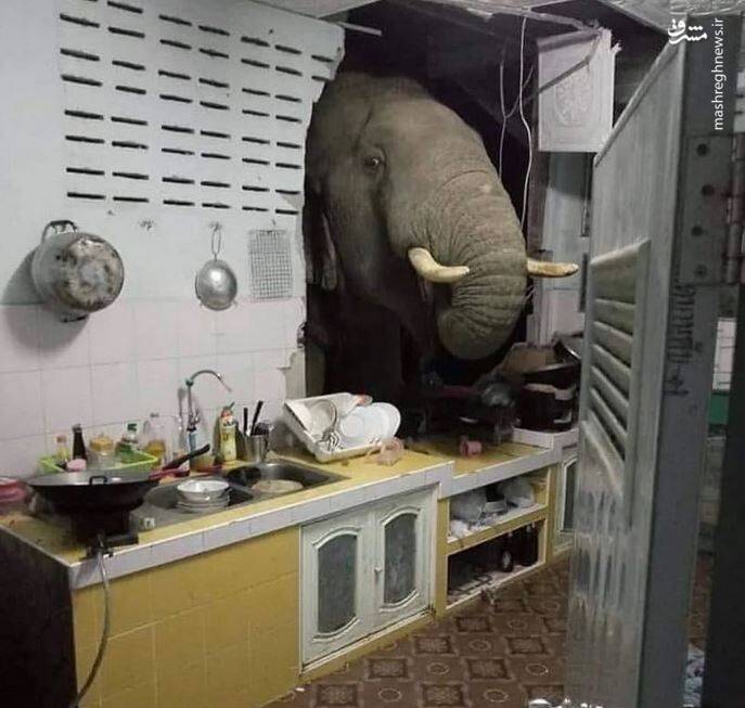 عکس/ حیوانات در مکانهایی که نباید باشند
