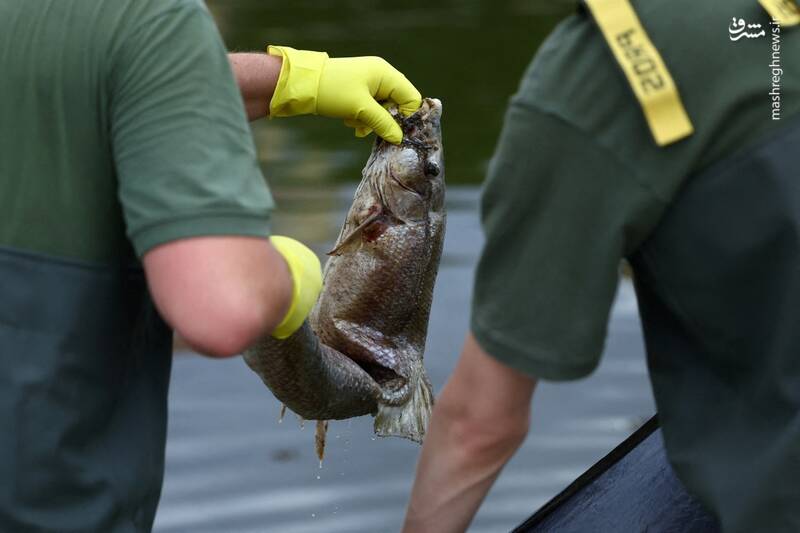 عکس/ تلف شدن هزاران ماهی