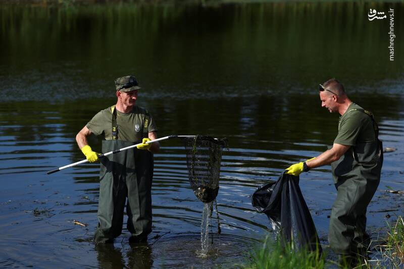 عکس/ تلف شدن هزاران ماهی