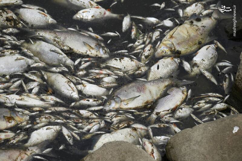 عکس/ تلف شدن هزاران ماهی