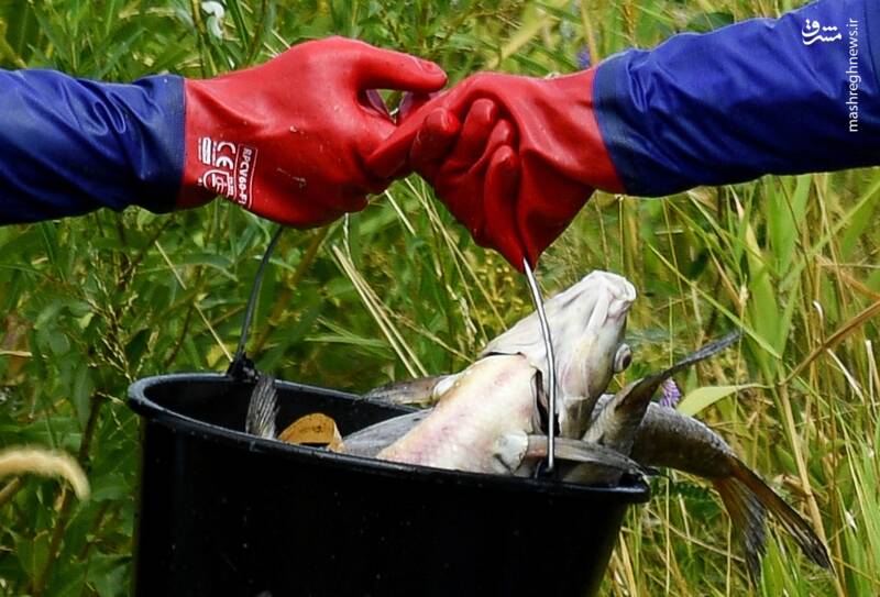 عکس/ تلف شدن هزاران ماهی