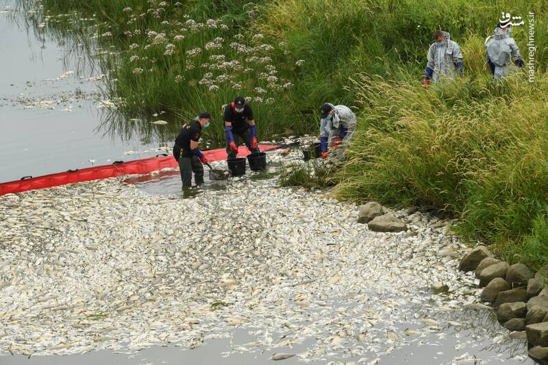 عکس/ تلف شدن هزاران ماهی