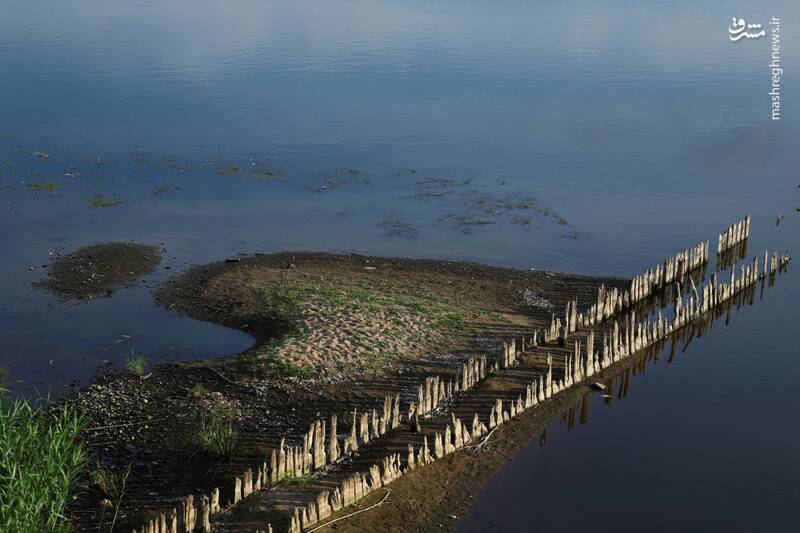 عکس/ تلف شدن هزاران ماهی