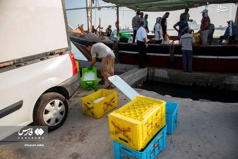 عکس/ فصل صید میگو در بوشهر