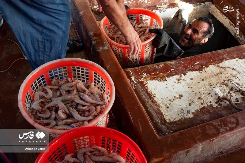 عکس/ فصل صید میگو در بوشهر