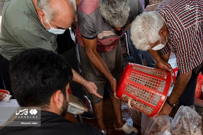 عکس/ فصل صید میگو در بوشهر