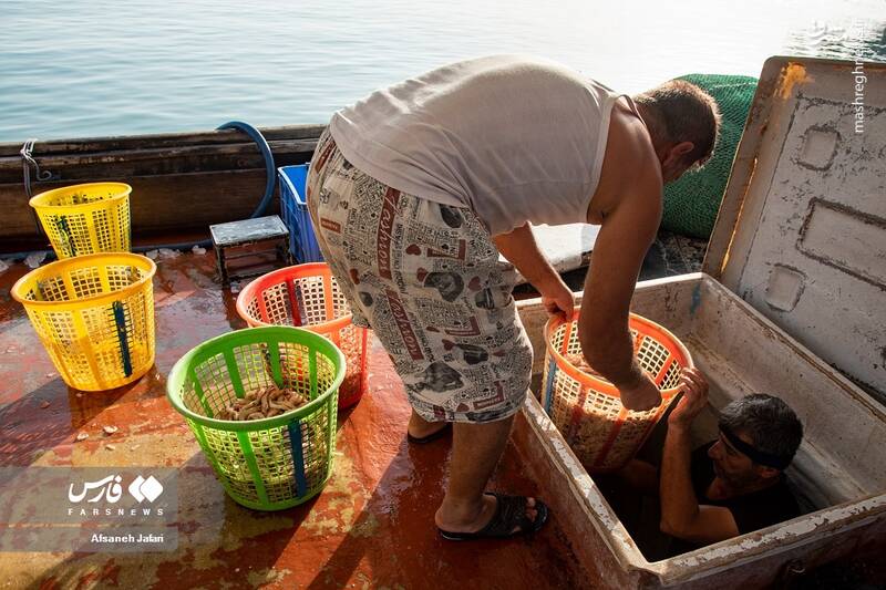 عکس/ فصل صید میگو در بوشهر