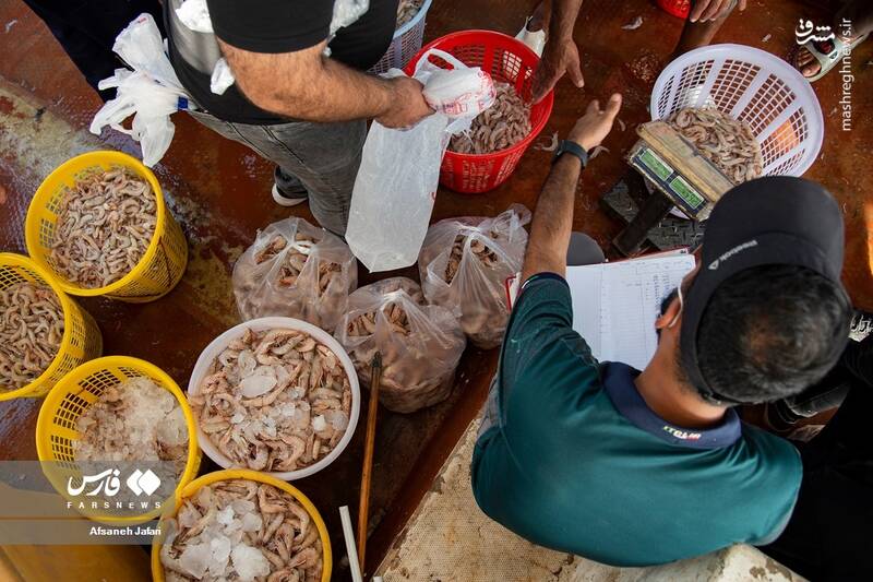 عکس/ فصل صید میگو در بوشهر