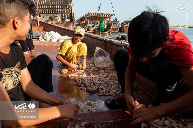 عکس/ فصل صید میگو در بوشهر