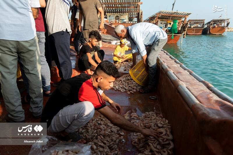 عکس/ فصل صید میگو در بوشهر