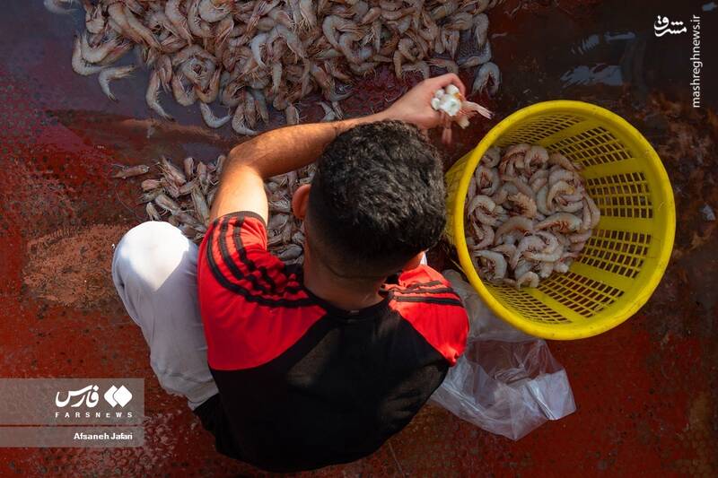 عکس/ فصل صید میگو در بوشهر