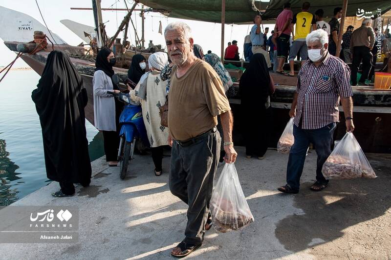 عکس/ فصل صید میگو در بوشهر