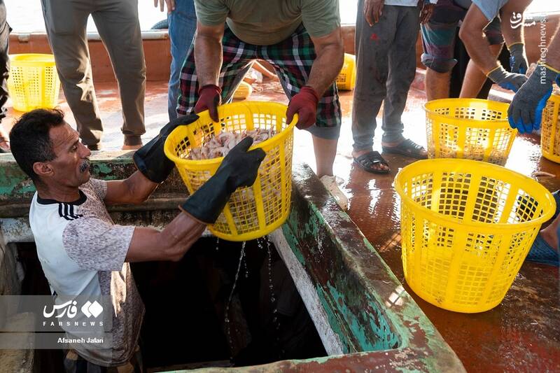 عکس/ فصل صید میگو در بوشهر