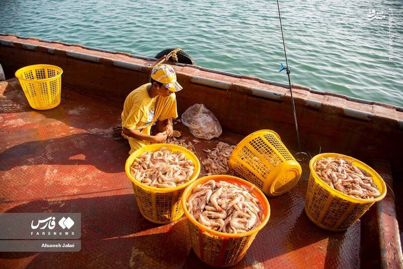 عکس/ فصل صید میگو در بوشهر