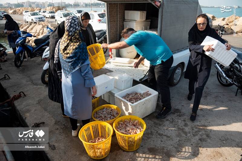 عکس/ فصل صید میگو در بوشهر
