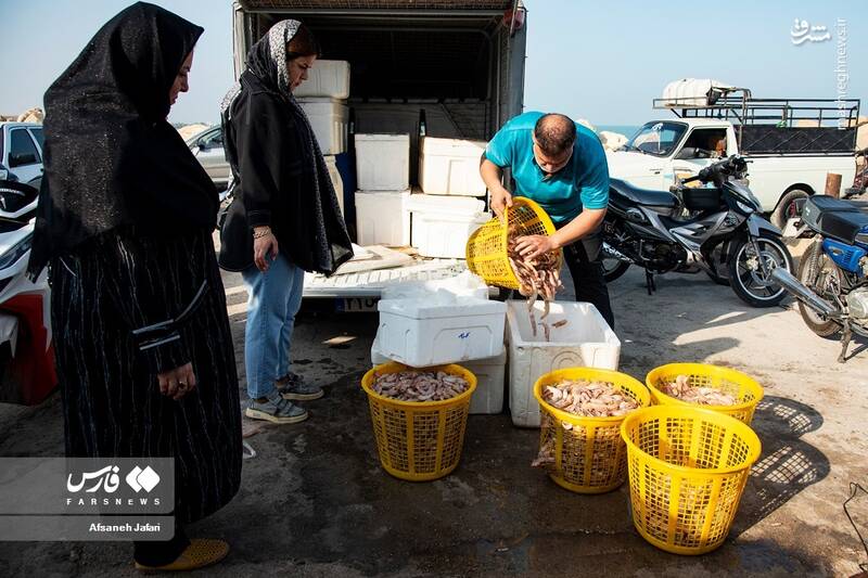 عکس/ فصل صید میگو در بوشهر