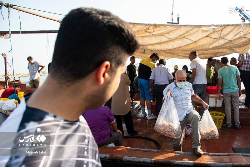 عکس/ فصل صید میگو در بوشهر