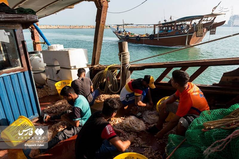عکس/ فصل صید میگو در بوشهر