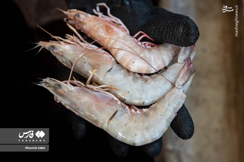 عکس/ فصل صید میگو در بوشهر