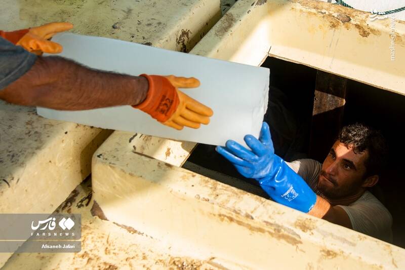 عکس/ فصل صید میگو در بوشهر