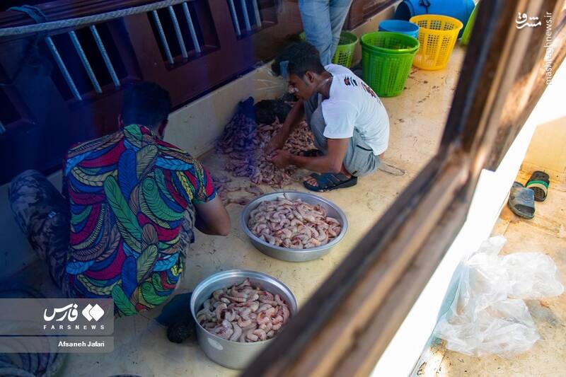 عکس/ فصل صید میگو در بوشهر