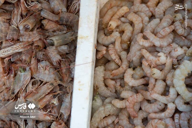 عکس/ فصل صید میگو در بوشهر