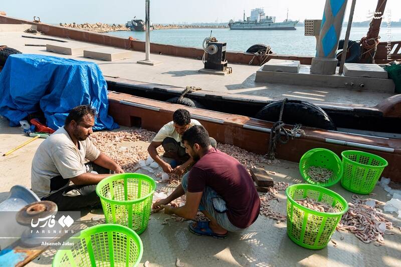 عکس/ فصل صید میگو در بوشهر