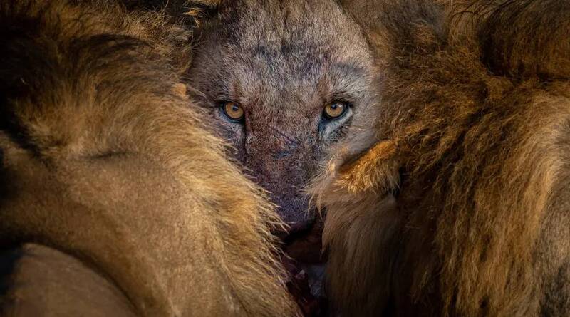 عکس های زیبا از طبیعت و حیات وحش 2022