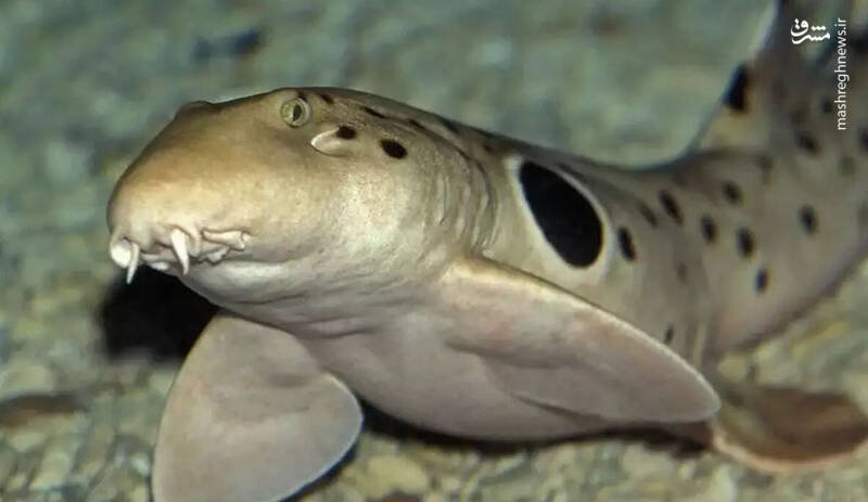 کشف کوسهای که روی زمین راه میرود +عکس