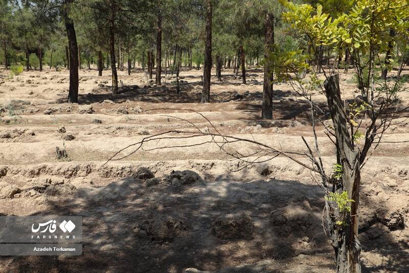 خشک و قطع کردن درختان «افرا» جنب بوستان«گلریز» تهران