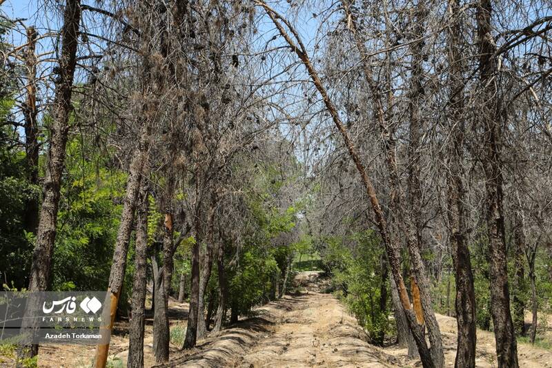 خشک شدن درختان «بوستان گلریز» تهران