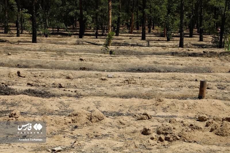 خشک شدن و قطع درختان در اثر عدم آبیاری