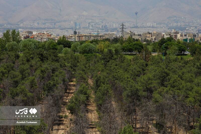 خشک شدن درختان «بوستان گلریز» تهران - 