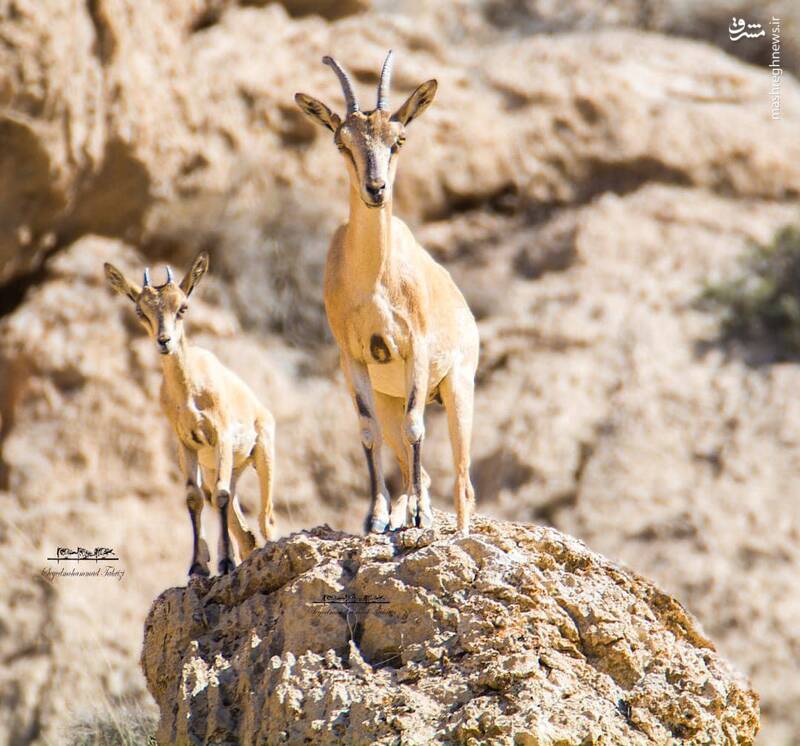 تصویری زیبا از یک بز وحشی و بره اش