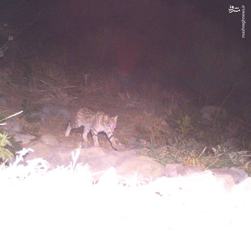اولین تصویر از گربه وحشی در پلنگ دره قم+ عکس