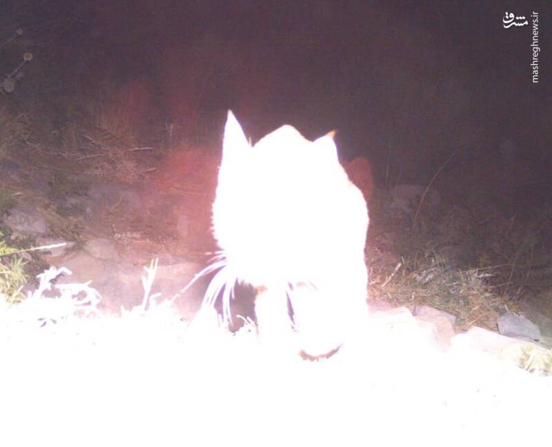 اولین تصویر از گربه وحشی در پلنگ دره قم+ عکس