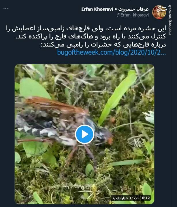 حشره مردهای که می تواند راه برود!+ فیلم