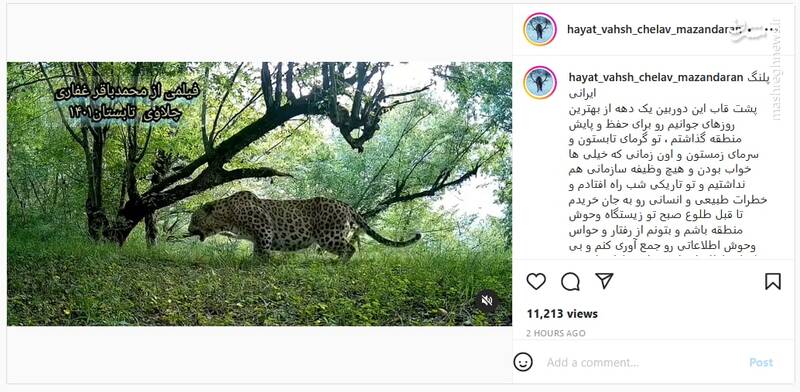 نمایی نزدیک از پلنگ ایرانی+ فیلم