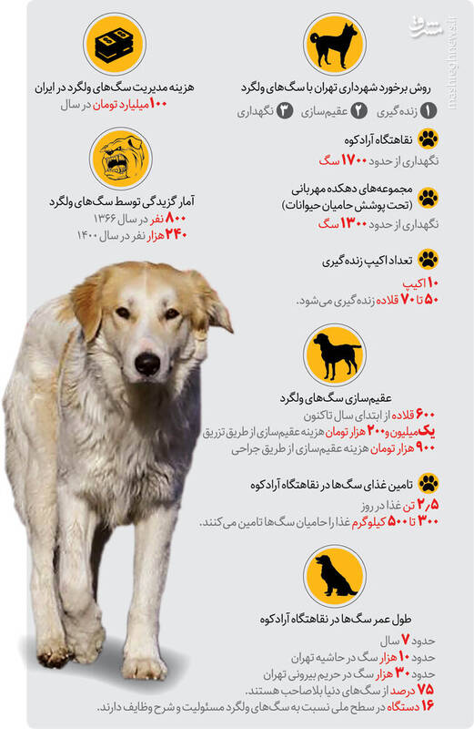 بعد از سگهای ولگرد، گرگها هم به نزدیکی پایتخت رسیدند